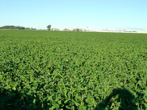 Property photo 53 - 408 Acres of Prime Ohio Farmland - Offered in 8 Tracts