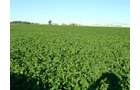 Property photo 53 - 408 Acres of Prime Ohio Farmland - Offered in 8 Tracts
