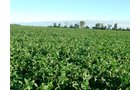 Property photo 69 - 408 Acres of Prime Ohio Farmland - Offered in 8 Tracts