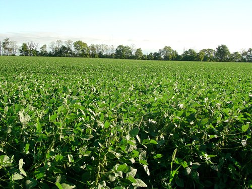 Property photo 58 - 408 Acres of Prime Ohio Farmland - Offered in 8 Tracts