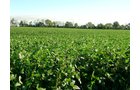 Property photo 58 - 408 Acres of Prime Ohio Farmland - Offered in 8 Tracts