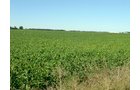 Property photo 91 - 408 Acres of Prime Ohio Farmland - Offered in 8 Tracts