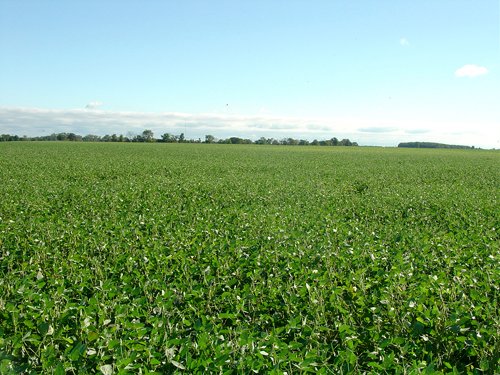 Property photo 38 - 408 Acres of Prime Ohio Farmland - Offered in 8 Tracts