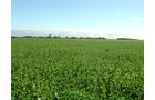 Property photo 38 - 408 Acres of Prime Ohio Farmland - Offered in 8 Tracts
