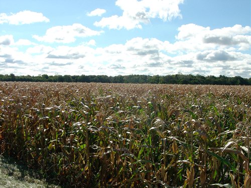 Property photo 31 - 408 Acres of Prime Ohio Farmland - Offered in 8 Tracts