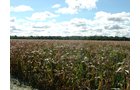 Property photo 31 - 408 Acres of Prime Ohio Farmland - Offered in 8 Tracts