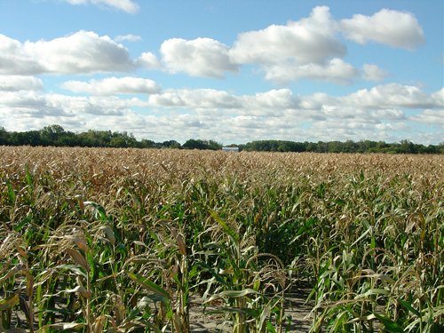 Property photo 8 - 408 Acres of Prime Ohio Farmland - Offered in 8 Tracts