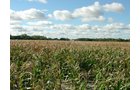 Property photo 8 - 408 Acres of Prime Ohio Farmland - Offered in 8 Tracts