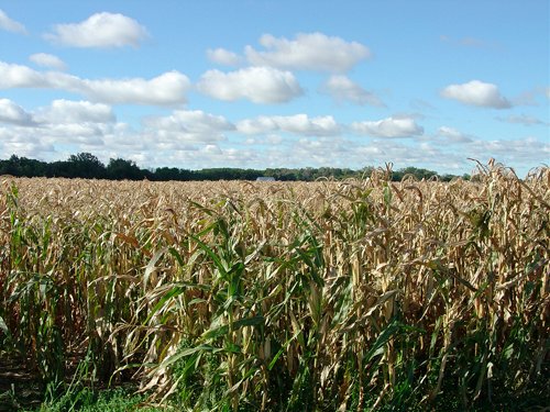 Property photo 76 - 408 Acres of Prime Ohio Farmland - Offered in 8 Tracts