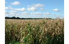Property photo 76 - 408 Acres of Prime Ohio Farmland - Offered in 8 Tracts