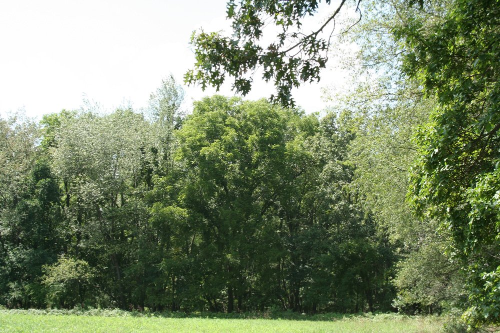 Property photo 19 - 77  Acres offered in 3 Tracts