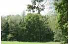 Property photo 19 - 77  Acres offered in 3 Tracts