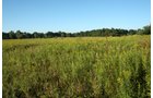 Property photo 12 - 77  Acres offered in 3 Tracts