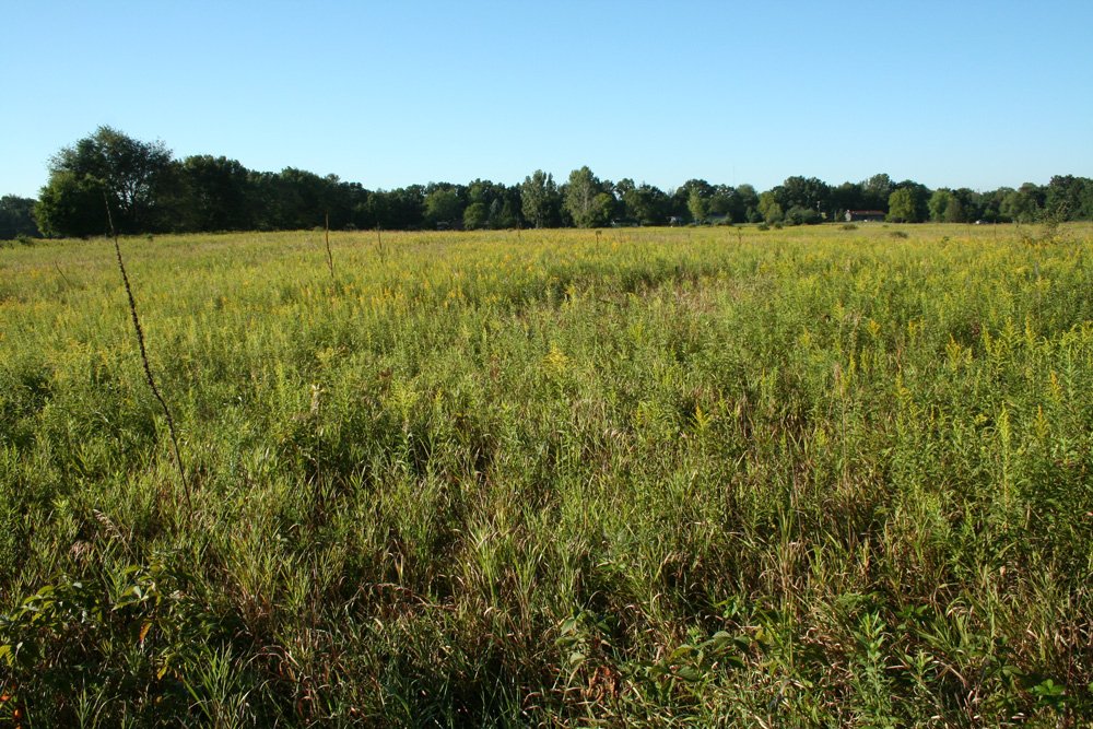 Property photo 40 - 77  Acres offered in 3 Tracts