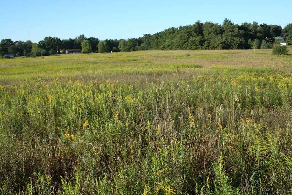 Property photo 43 - 77  Acres offered in 3 Tracts