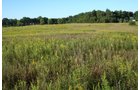 Property photo 43 - 77  Acres offered in 3 Tracts