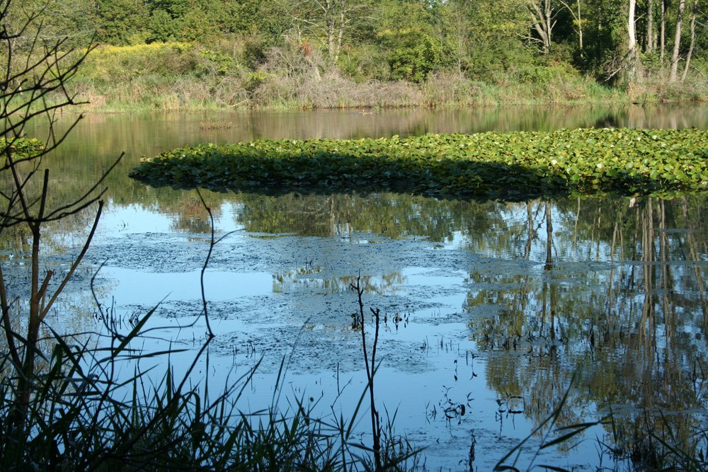 Property photo 39 - 77  Acres offered in 3 Tracts