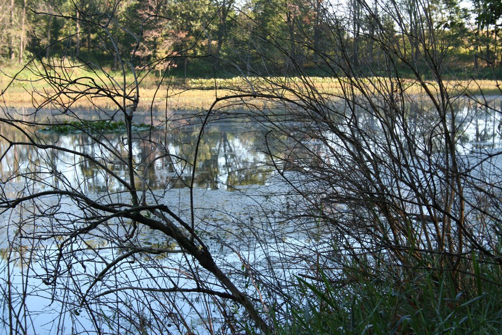 Property photo 7 - 77  Acres offered in 3 Tracts