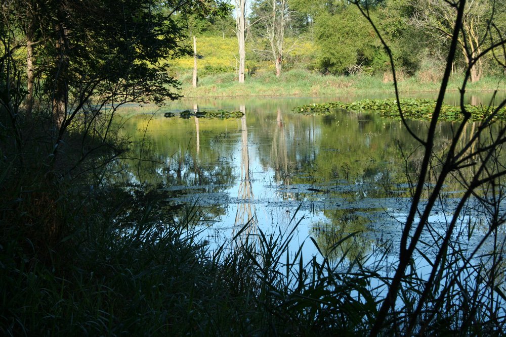 Property photo 24 - 77  Acres offered in 3 Tracts