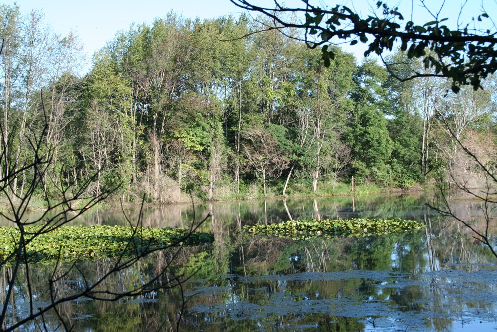 Property photo 36 - 77  Acres offered in 3 Tracts