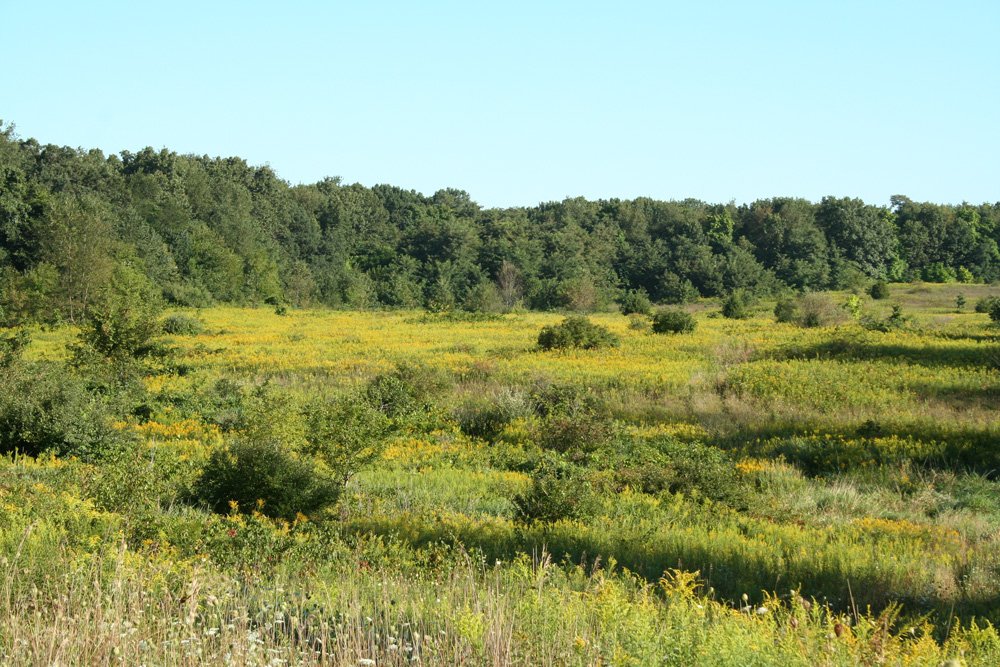 Property photo 14 - 77  Acres offered in 3 Tracts