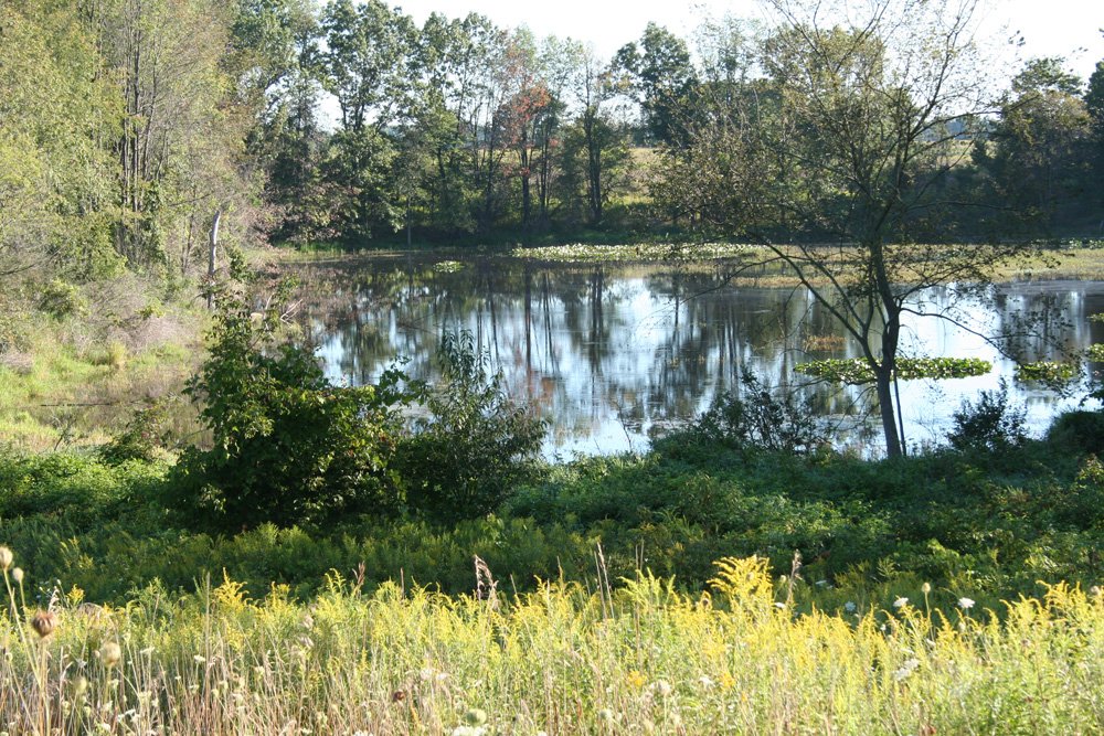 Property photo 13 - 77  Acres offered in 3 Tracts