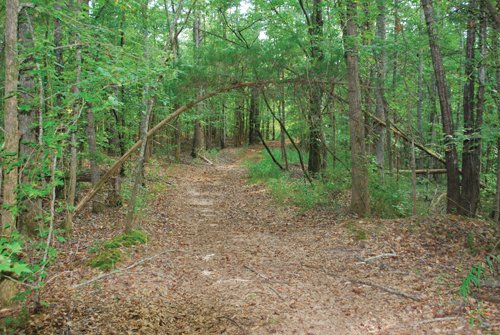 Property photo 23 - 1,575+/- Acres Offered in 23 Tracts