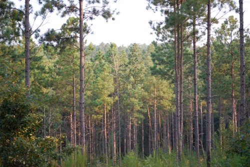 Property photo 3 - 1,575+/- Acres Offered in 23 Tracts