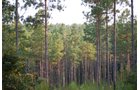 Property photo 3 - 1,575+/- Acres Offered in 23 Tracts