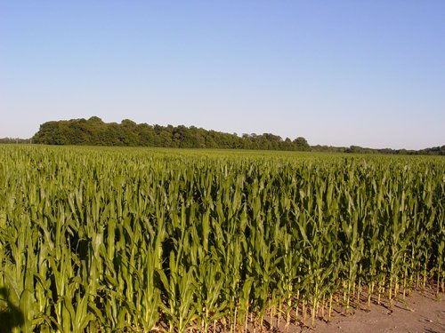 Property photo 40 - 721+/- Acres Offered in 15 Tracts - Session A