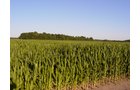 Property photo 40 - 721+/- Acres Offered in 15 Tracts - Session A