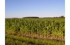 Property photo 13 - 721+/- Acres Offered in 15 Tracts - Session A