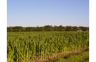 Property photo 30 - 721+/- Acres Offered in 15 Tracts - Session A
