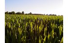 Property photo 31 - 721+/- Acres Offered in 15 Tracts - Session A