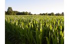 Property photo 6 - 721+/- Acres Offered in 15 Tracts - Session A