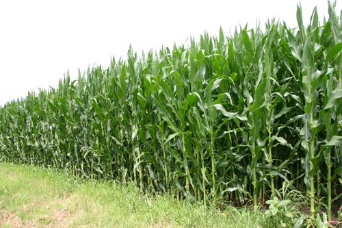 Property photo 21 - 721+/- Acres Offered in 15 Tracts - Session A