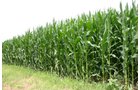 Property photo 21 - 721+/- Acres Offered in 15 Tracts - Session A