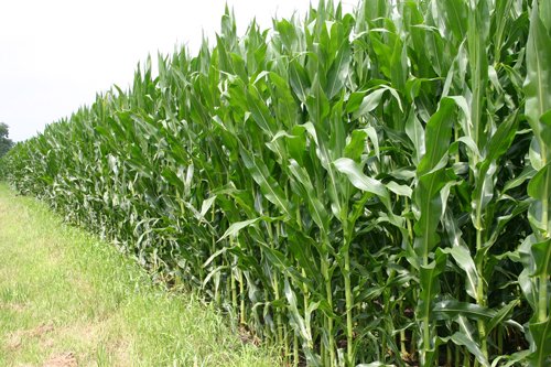 Property photo 39 - 721+/- Acres Offered in 15 Tracts - Session A