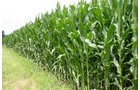 Property photo 39 - 721+/- Acres Offered in 15 Tracts - Session A