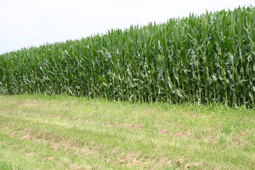 Property photo 5 - 721+/- Acres Offered in 15 Tracts - Session A