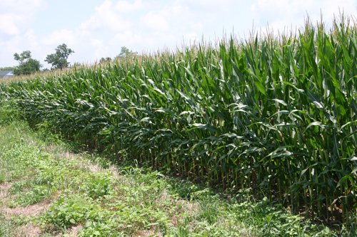 Property photo 20 - 721+/- Acres Offered in 15 Tracts - Session A