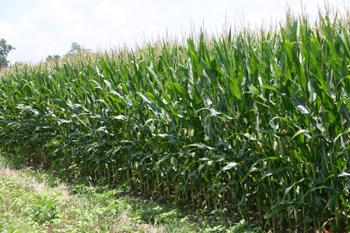Property photo 1 - 721+/- Acres Offered in 15 Tracts - Session A