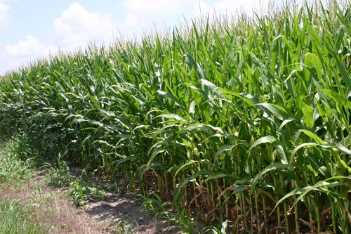 Property photo 18 - 721+/- Acres Offered in 15 Tracts - Session A