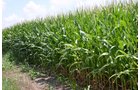 Property photo 18 - 721+/- Acres Offered in 15 Tracts - Session A