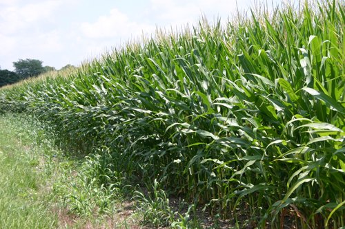 Property photo 16 - 721+/- Acres Offered in 15 Tracts - Session A