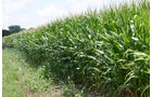 Property photo 16 - 721+/- Acres Offered in 15 Tracts - Session A