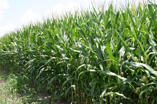 Property photo 33 - 721+/- Acres Offered in 15 Tracts - Session A