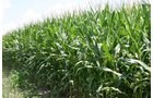 Property photo 33 - 721+/- Acres Offered in 15 Tracts - Session A