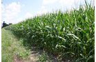 Property photo 28 - 721+/- Acres Offered in 15 Tracts - Session A