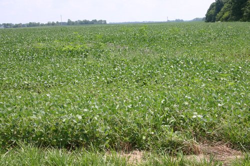 Property photo 22 - 721+/- Acres Offered in 15 Tracts - Session A